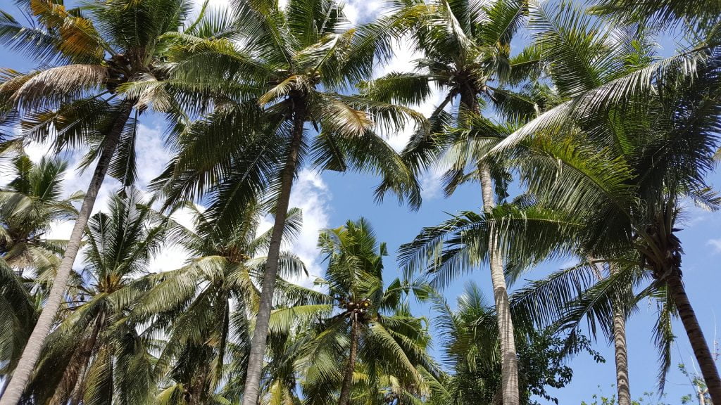 palm tree in bali